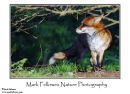 Fox Vulpes vulpes